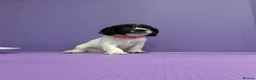 Sprocker dogs for sale: ⭐️ STUNNING SPROCKERS F1 ⭐️ - Advert 6