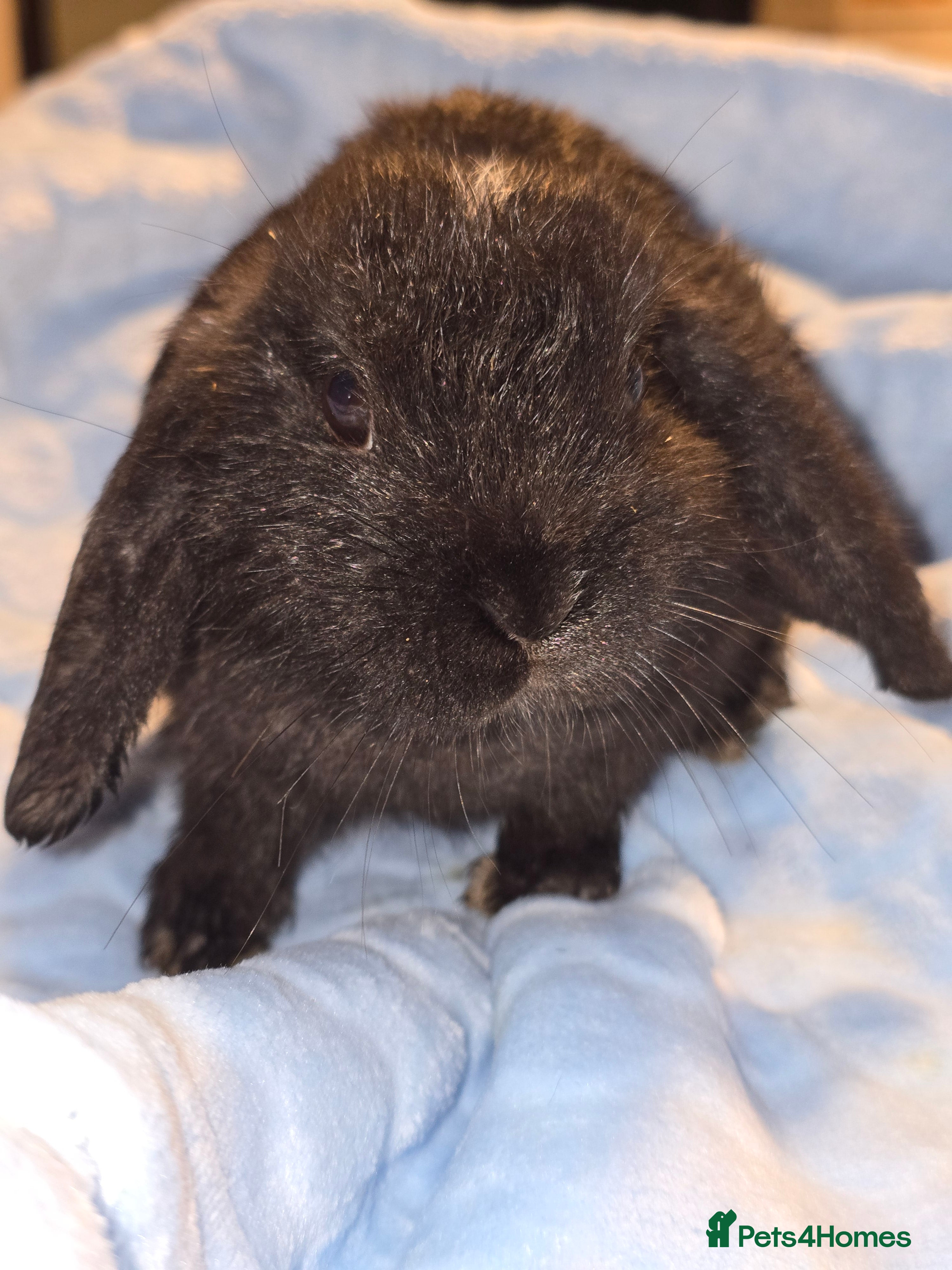 Lionhead rabbits 3 left lion x cross lop - Advert 7