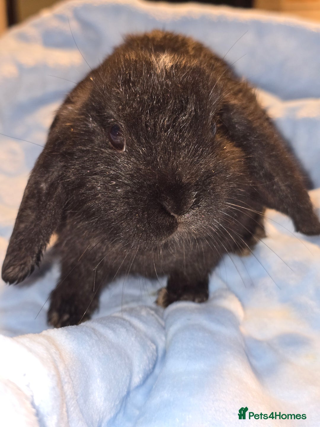 Lionhead rabbits for sale: 3 left lion x cross lop - Image 1
