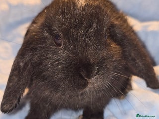 Lionhead rabbits 3 left lion x cross lop - Advert 18