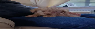 Norfolk Terrier Puppy 2