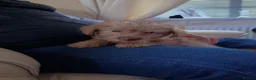 Norfolk Terrier dogs for sale: Norfolk Terrier Puppies  - Advert 7