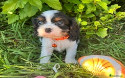 Cavalier King Charles Spaniel dogs for sale: Beautiful KC Registered Cavalier Puppies  - Image 6