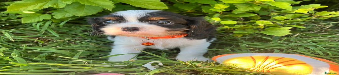 Cavalier King Charles Spaniel Puppy 3
