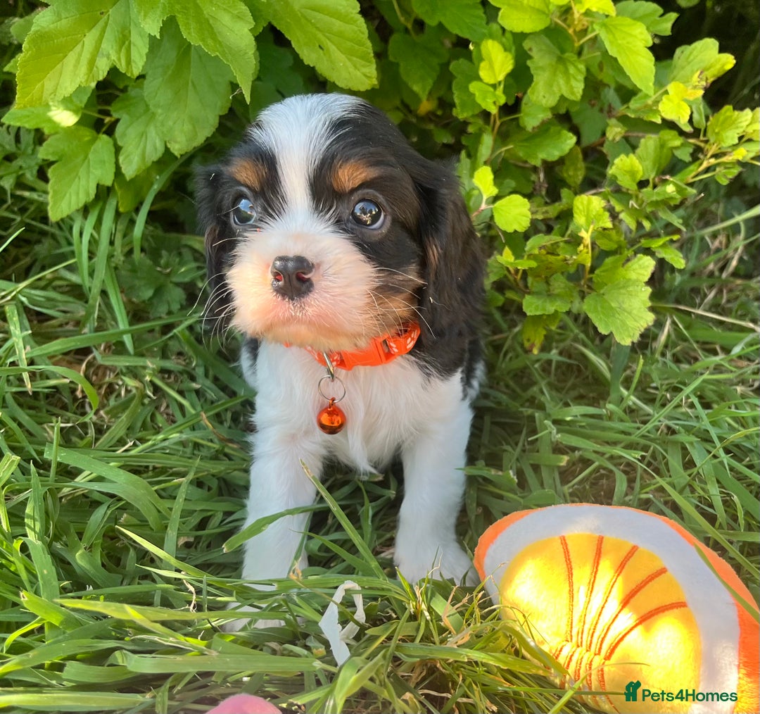 Cavalier King Charles Spaniel dogs for sale: Beautiful KC Registered Cavalier Puppies  - Image 6