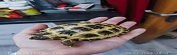 Tortoise reptiles for sale: Horsfield tortoise - Advert 2