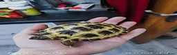 Tortoise reptiles for sale: Horsfield tortoise - Advert 2