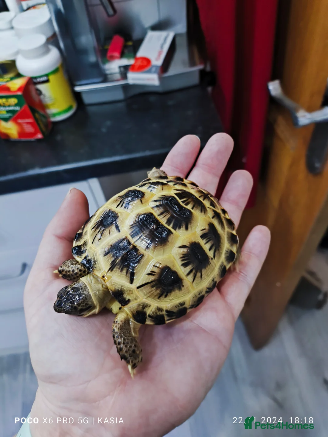 Tortoise reptiles for sale: Horsfield tortoise - Advert 2
