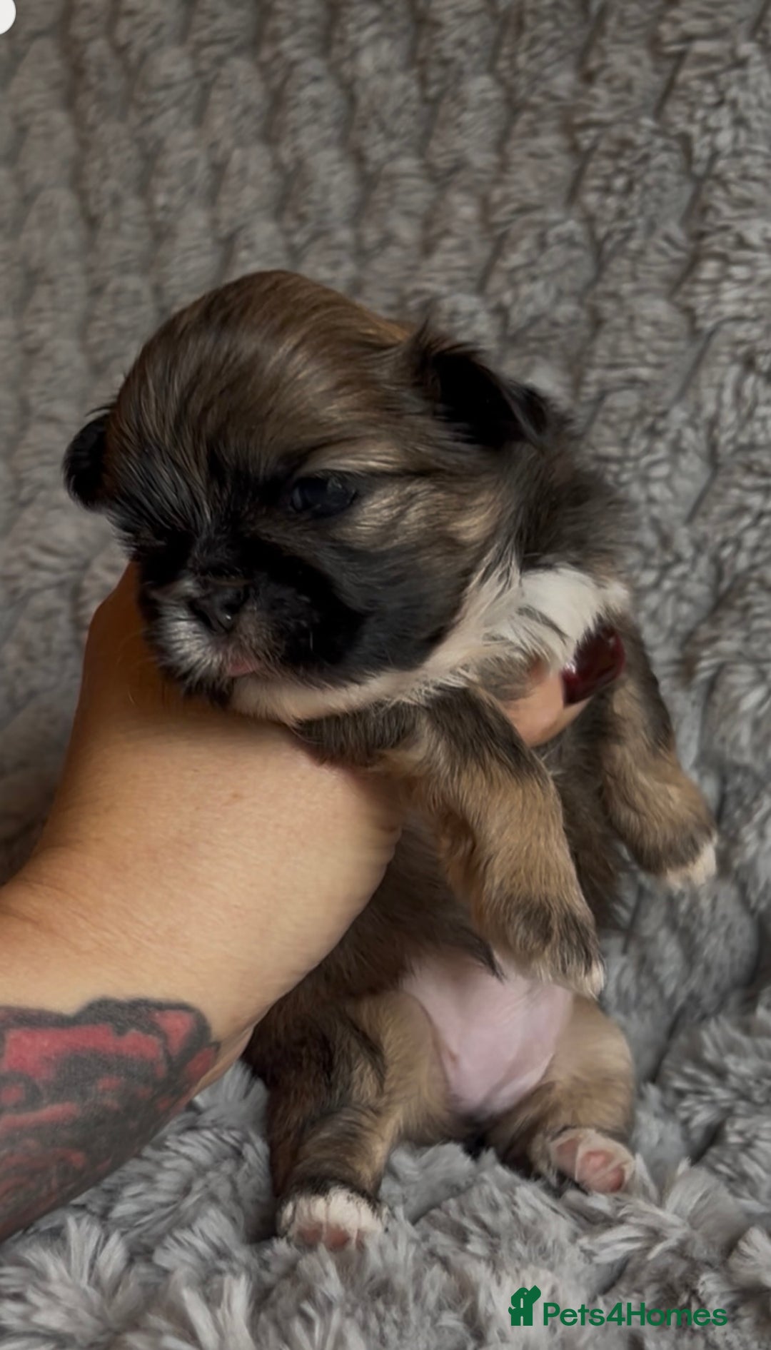 Shih Tzu dogs for sale: ✨Stunning Imperial puppies ✨ - Image 9