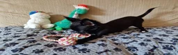 Chihuahua dogs for sale: REDUCED Last Pup Left! Chihuahua Puppy READY NOW - Advert 8
