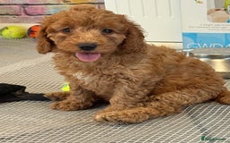 Cockapoo dogs for sale: 5 Adorable Fox Red & Apricot Cockapoo Puppies - Image 20