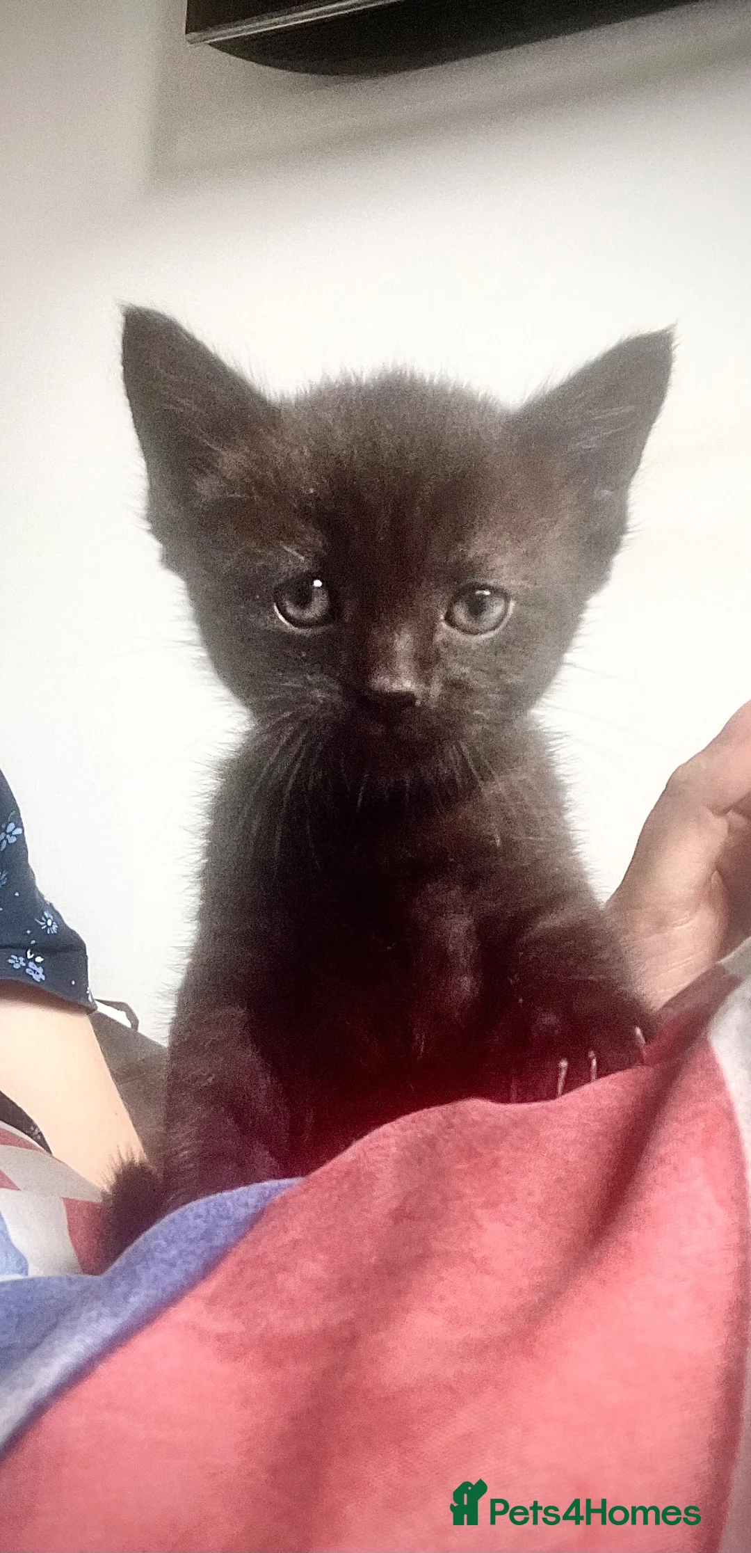 Mixed Breed cats for sale: Adorable 8 WO Kittens Looking for Loving Homes - Advert 9
