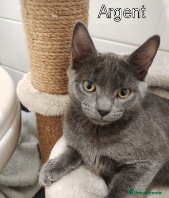 Mixed Breed cats ARGENT AND kURO - Advert 1