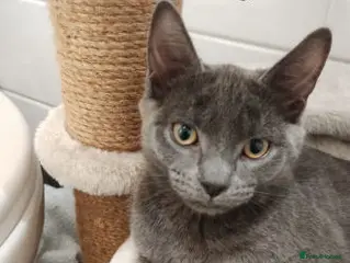 Mixed Breed cats ARGENT AND kURO - Advert 1