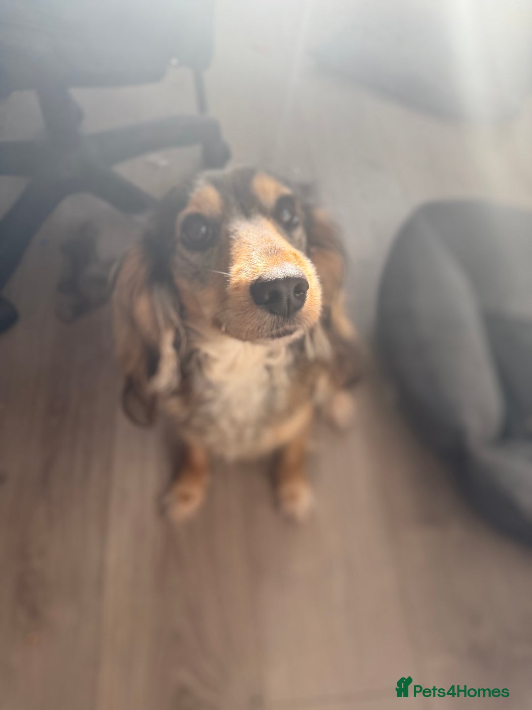 Cockapoo dogs for sale: Family Cockapoo Puppy Needing a New Home - Advert 1