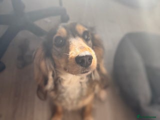 Cockapoo dogs Family Cockapoo Puppy Needing a New Home - Advert 3