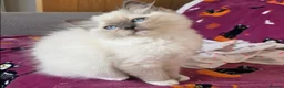 Ragdoll cats for sale: Beautiful Ragdoll Kittens Ready  - Advert 13