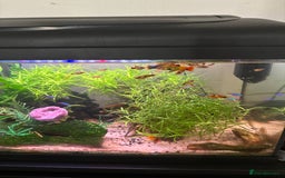 Platies fish for sale: Multiple litters of Platies for sale - Image 1