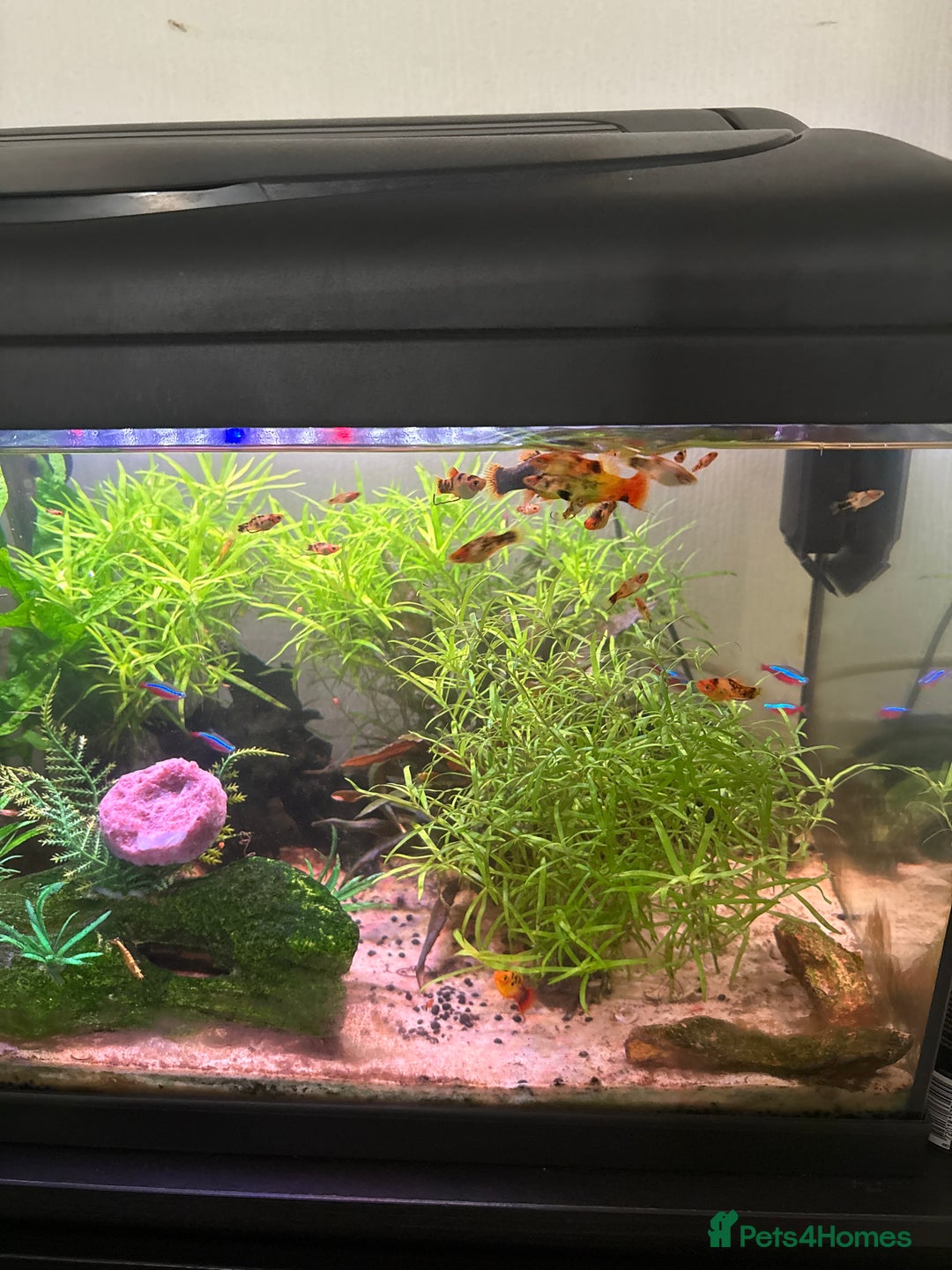 Platies fish for sale: Multiple litters of Platies for sale - Image 1