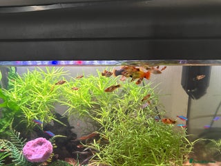 Platies fish - Advert 18