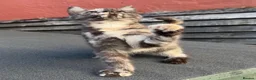 Mixed Breed cats for sale: Beautiful Friendly Kittens - Advert 4