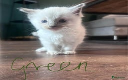 Ragdoll cats for sale: 7 stunning Ragdoll kittens for sale - Image 19