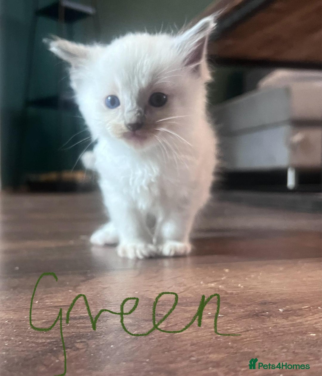 Ragdoll cats for sale: 7 stunning Ragdoll kittens for sale - Image 19
