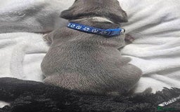 Staffordshire Bull Terrier dogs for sale: Blue Staffordshire Bull Terrier Puppies - Image 6