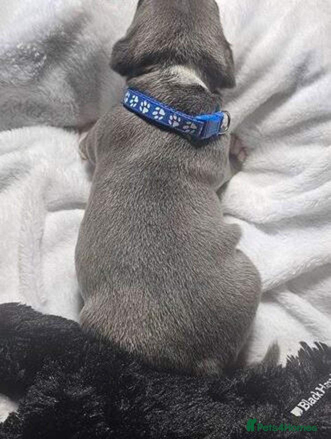 Staffordshire Bull Terrier dogs for sale: Blue Staffordshire Bull Terrier Puppies - Image 6