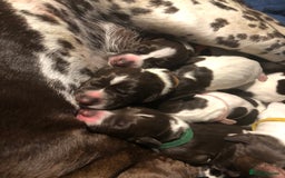 German Shorthaired Pointer dogs for sale: Stunning KC Reg German shorthaired pointers  - Image 4