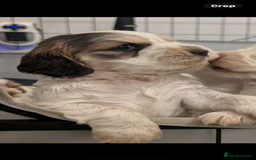 Cocker Spaniel dogs for sale: Show Type cocker spaniel puppies for sale - Image 10