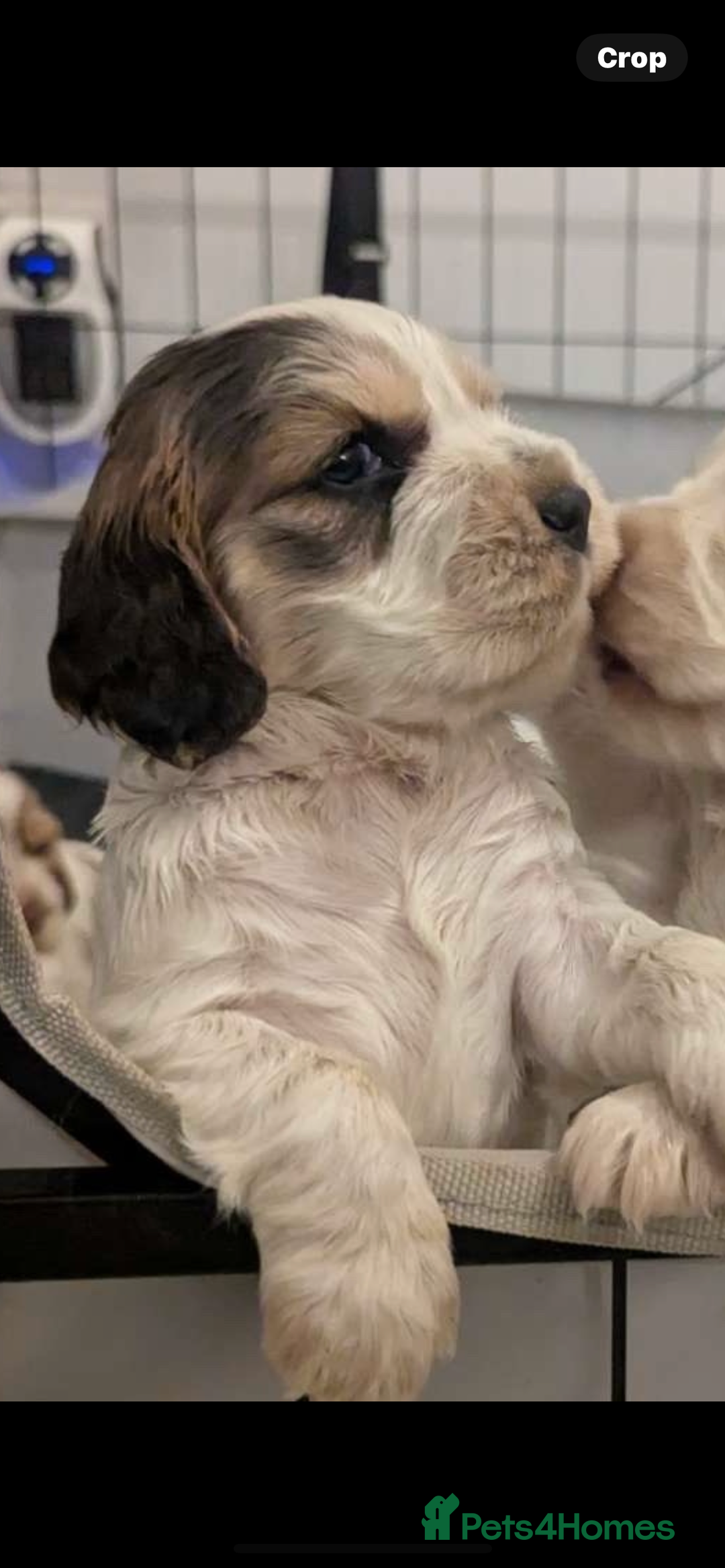 Cocker Spaniel dogs for sale: Show Type cocker spaniel puppies for sale - Image 10