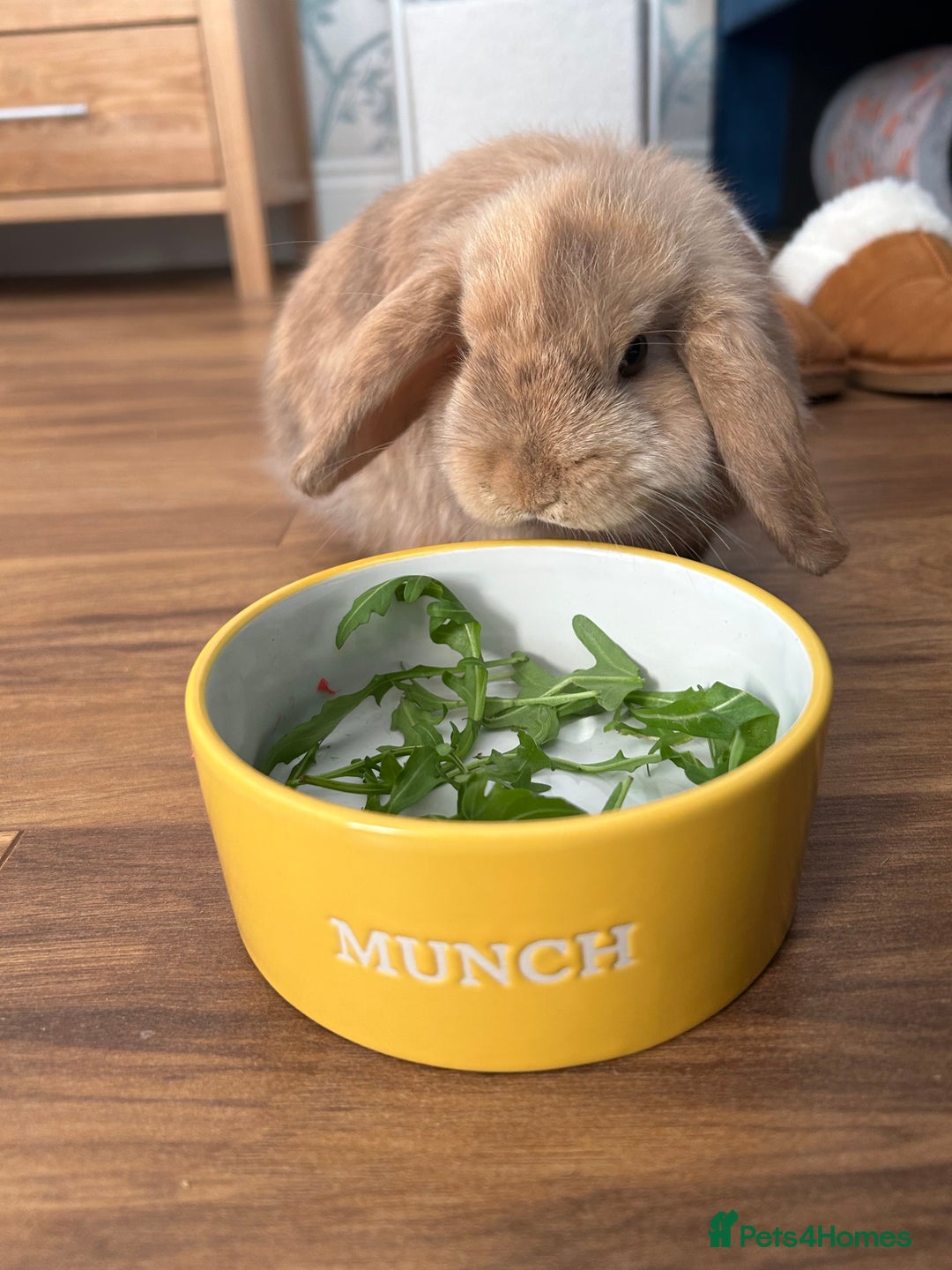 Mini Lop rabbits for sale: Bunny for sale  - Advert 2