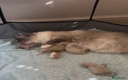 Ragdoll cats for sale: Pure Ped Ragdoll Kitten – Mum GCCF – Ready Aug 11 - Image 8