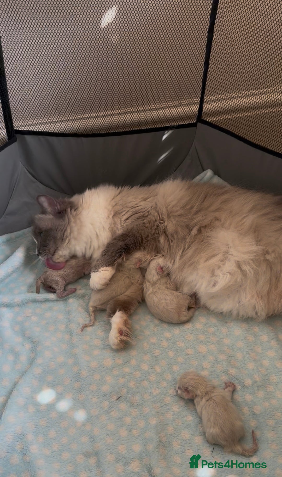Ragdoll cats for sale: Pure Ped Ragdoll Kitten – Mum GCCF – Ready Aug 11 - Image 8