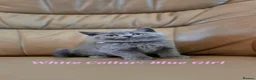 British Shorthair cats for sale: British Shorthair Kittens  - Advert 5
