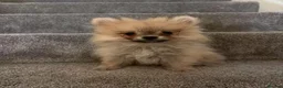 Pomeranian dogs for sale: Pomeranian Puppies - Advert 9