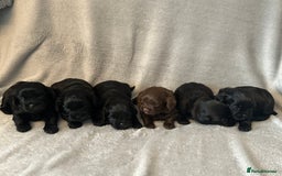 Shihpoo dogs for sale: Shihpoo puppies for sales - Image 1