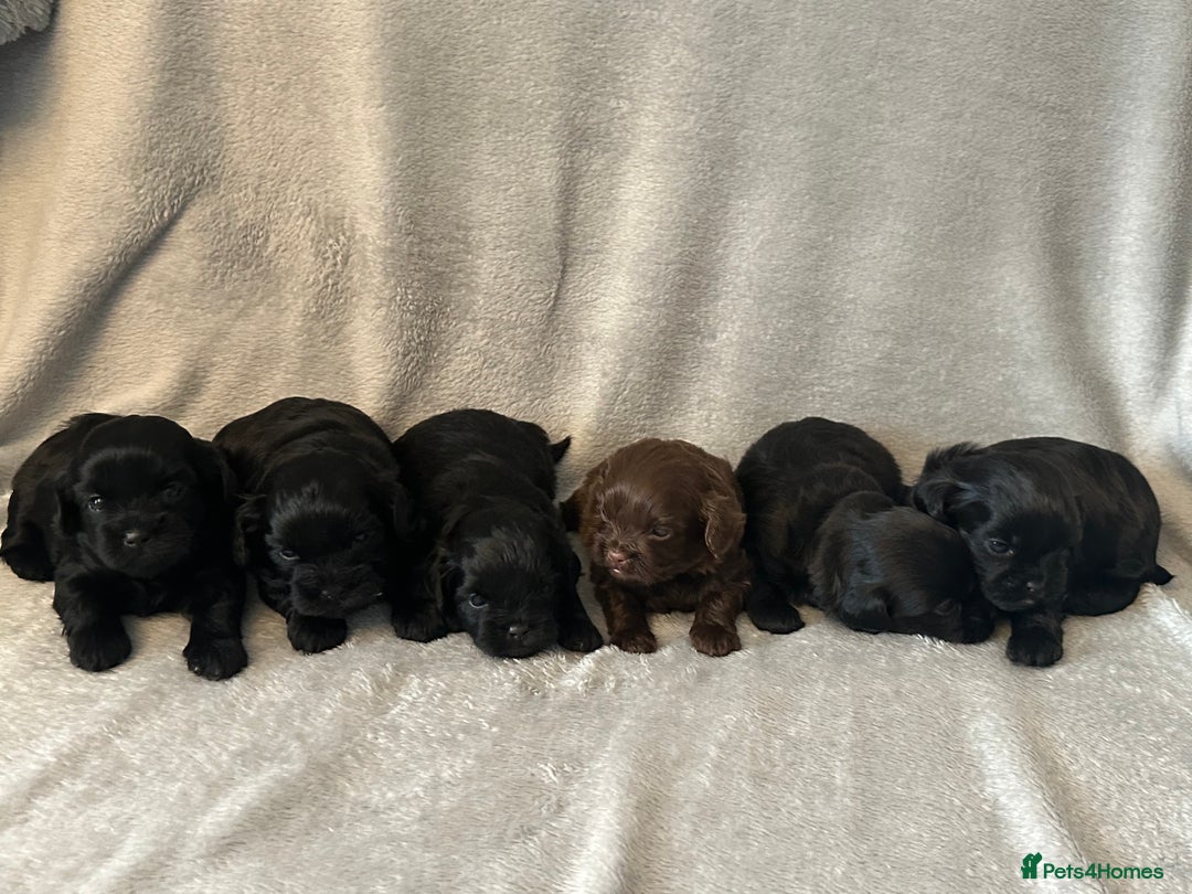 Shihpoo dogs for sale: Shihpoo puppies for sales - Image 1