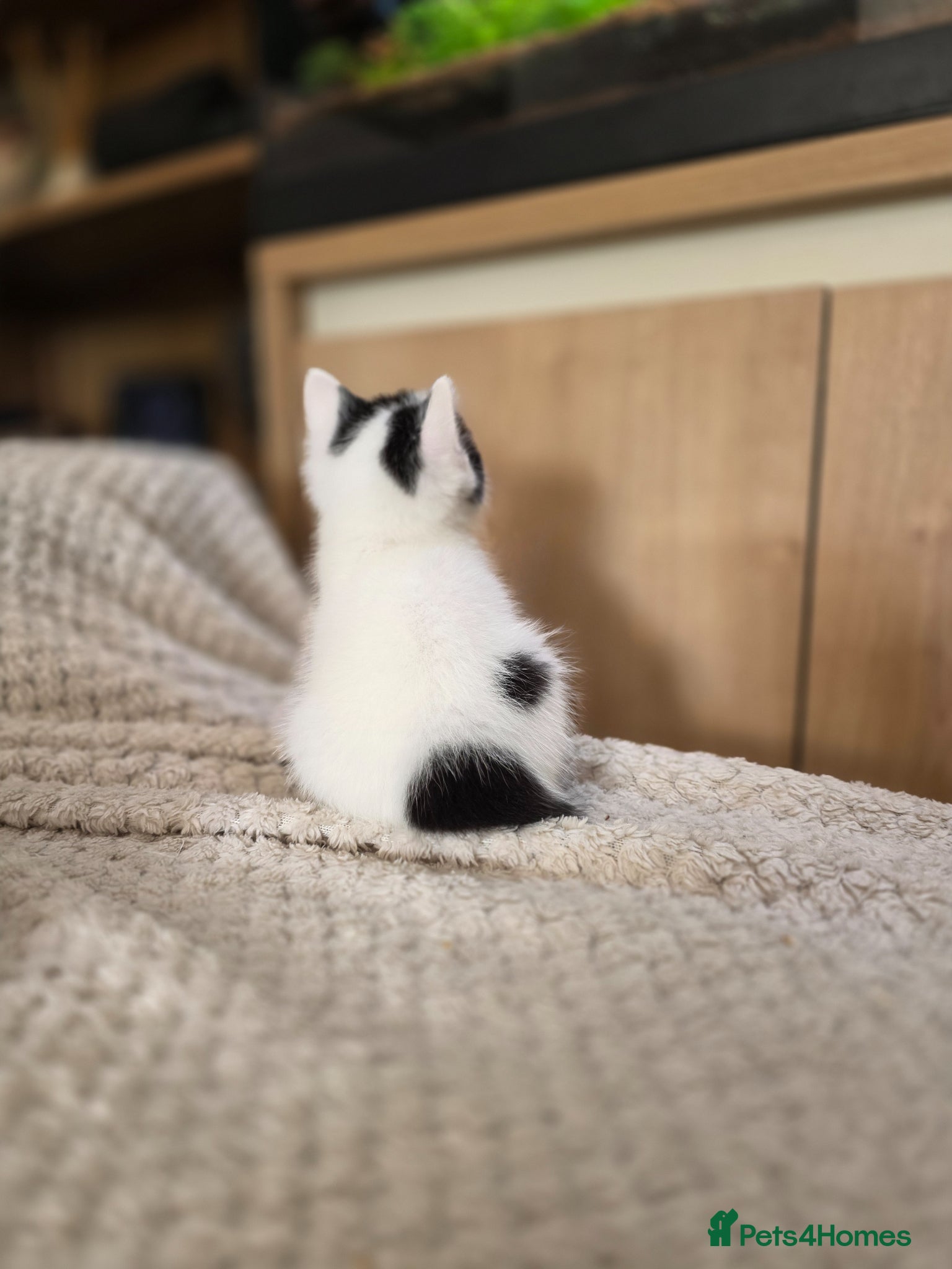 Mixed Breed cats  Adorable Kittens  - Advert 3