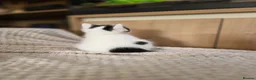Mixed Breed cats for sale:  Adorable Kittens  - Advert 1