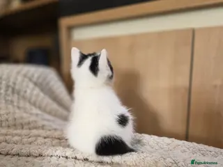 Mixed Breed cats Adorable Kittens - Advert 3