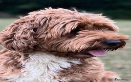 Goldendoodle dogs for stud: Rutlands Lil Cookie Cutter from Australia health T in Bedford - Image 4