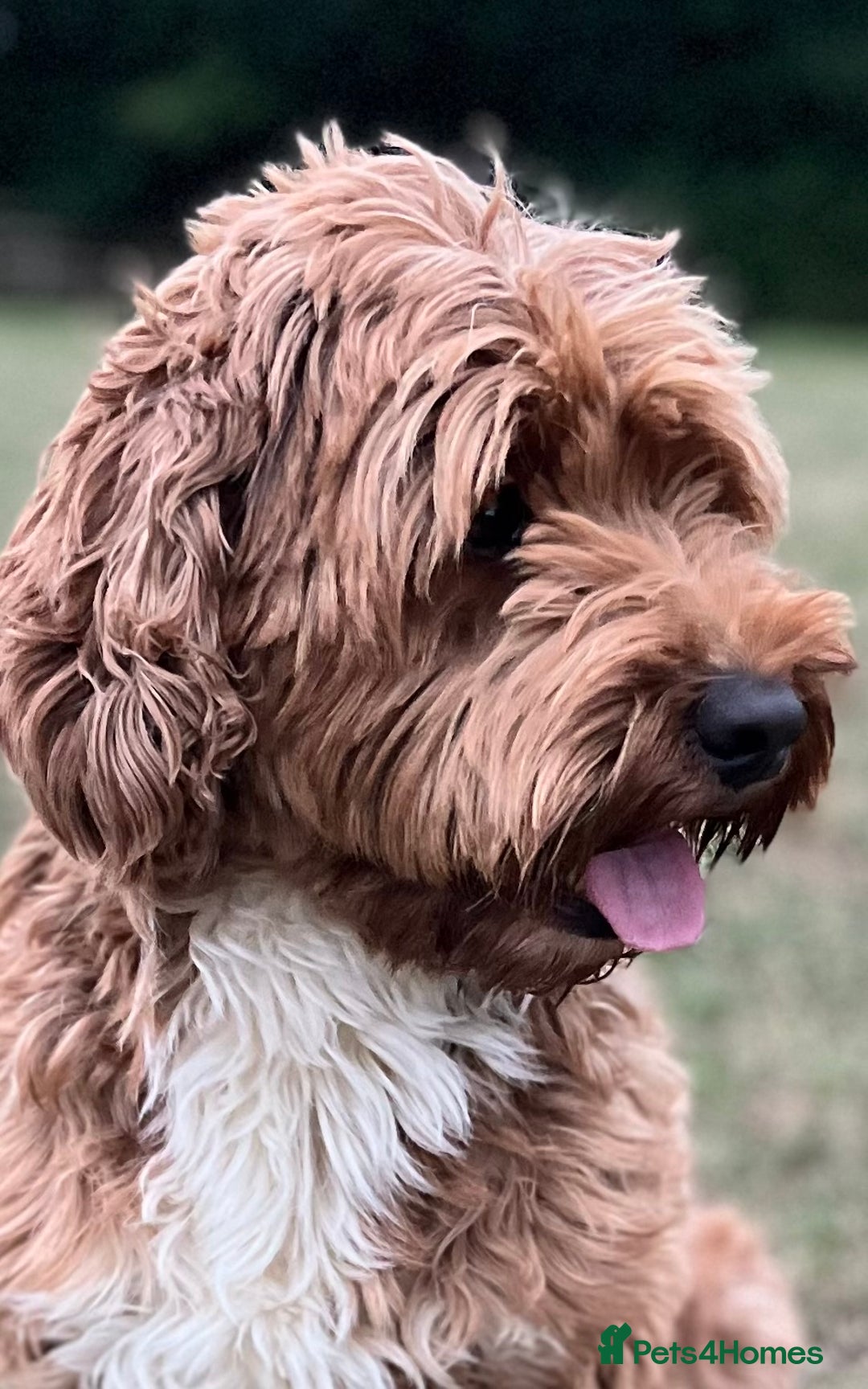 Goldendoodle dogs for stud: Rutlands Lil Cookie Cutter from Australia health T in Bedford - Image 4