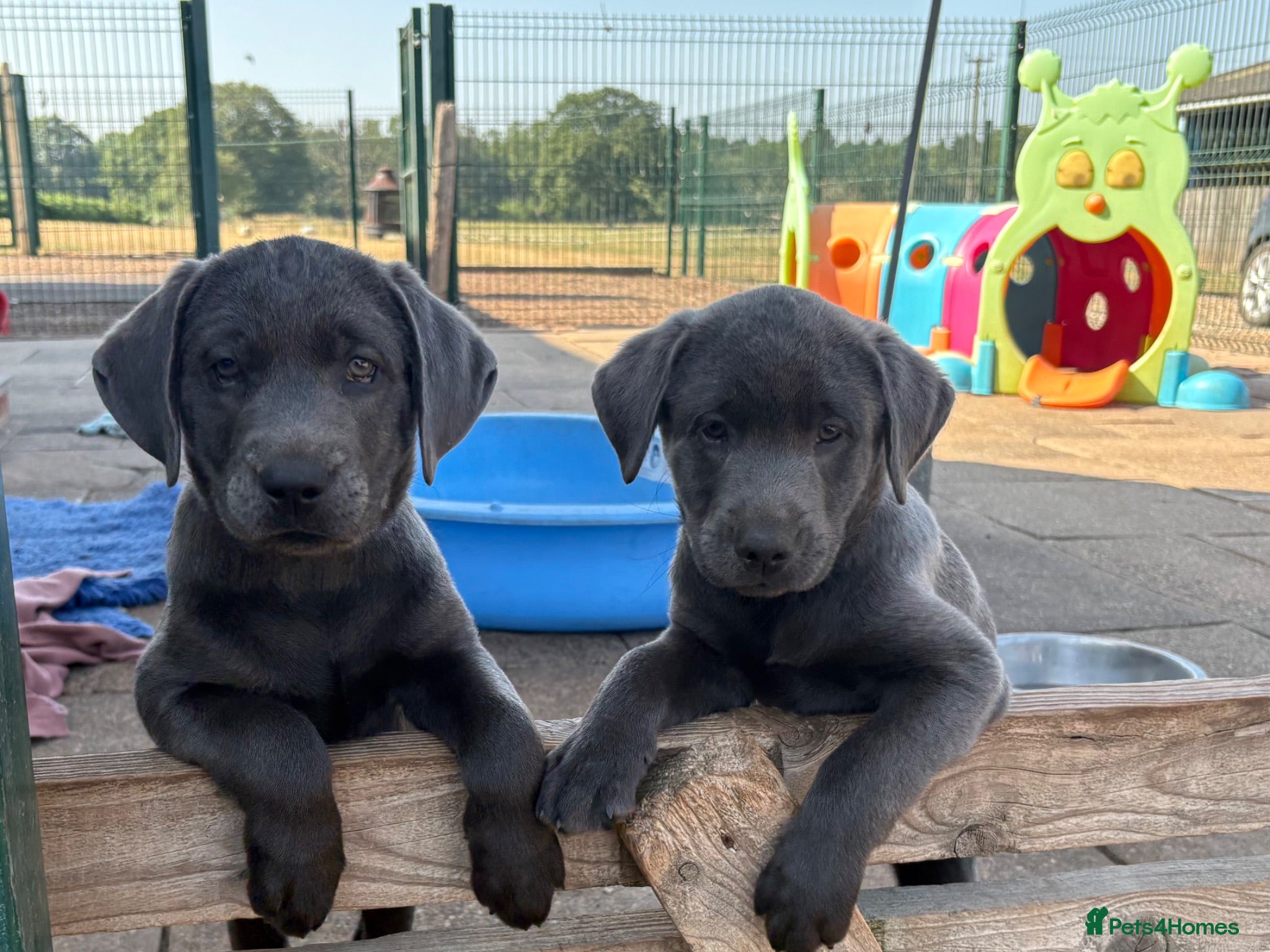 Labrador Retriever dogs Gorgeous KC Silver & Charcoal Labrador Pups - Advert 1