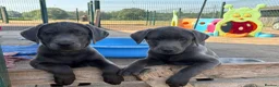 Labrador Retriever dogs for sale: Gorgeous KC Silver & Charcoal Labrador Pups - Advert 12