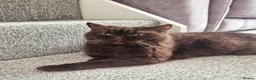British Longhair cats for sale: GCCF Registered Beautifiul Retired Chocolate Lady - Advert 5