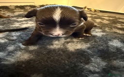 Mixed Breed dogs for sale: Frocks  - Image 26