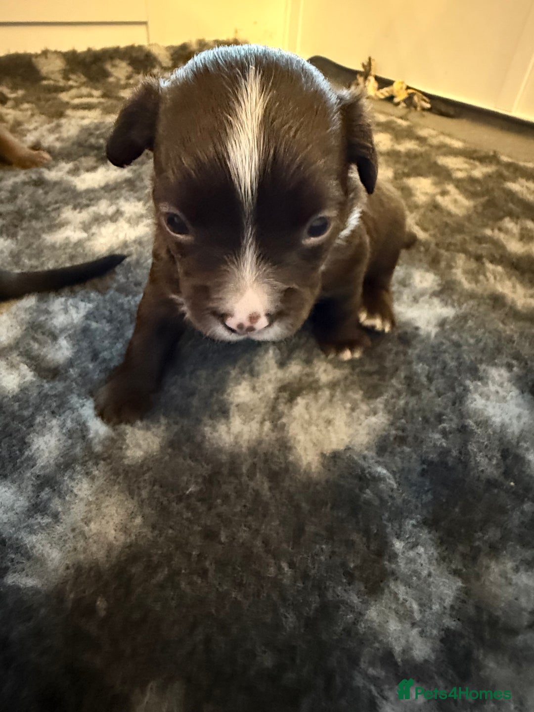 Mixed Breed dogs for sale: Frocks  - Image 26