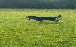 Huntaway dogs for sale: New Zealand Huntaway Puppies  - Image 16
